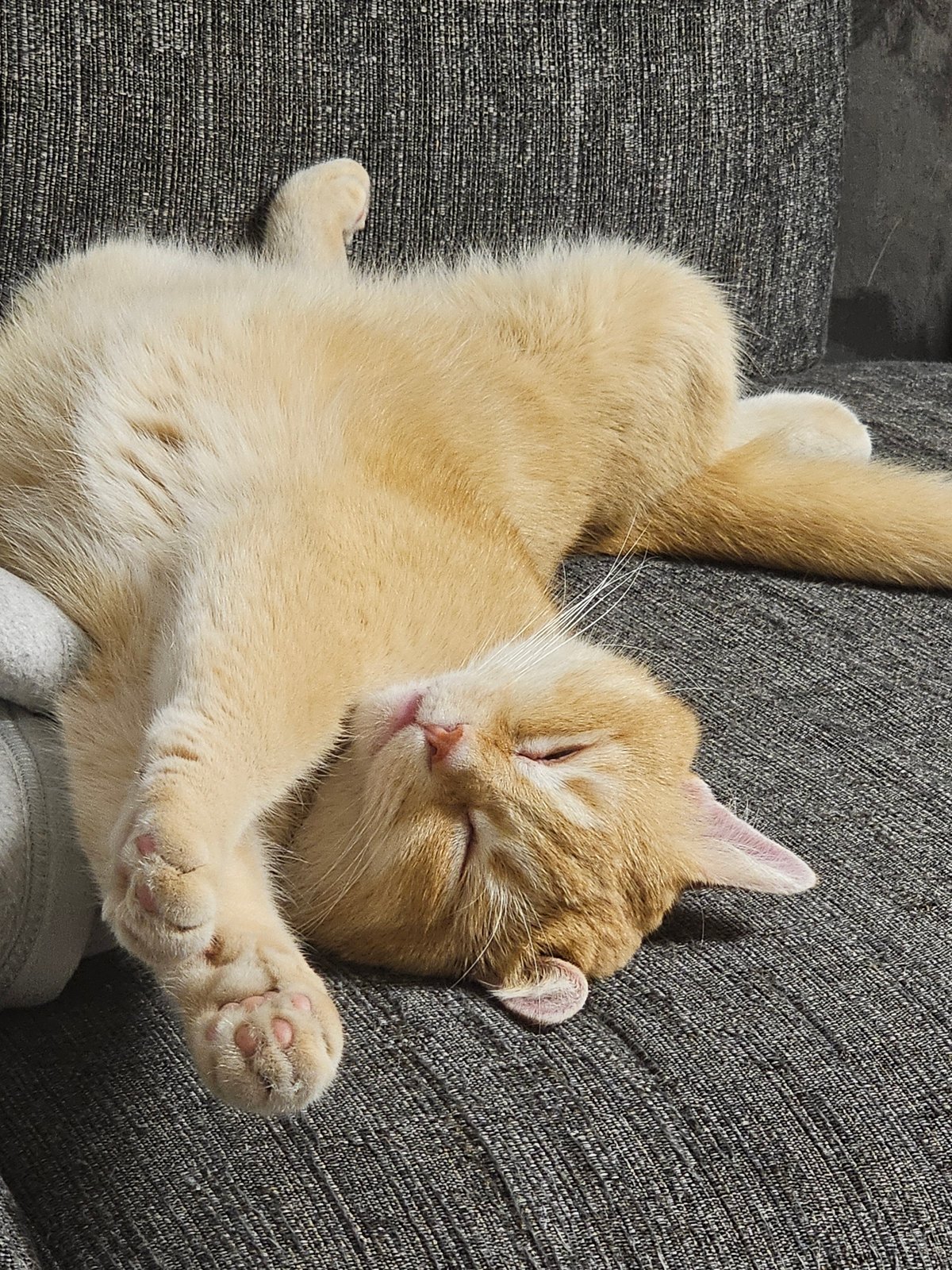 Orange tabby deep in sofa nap, two positions