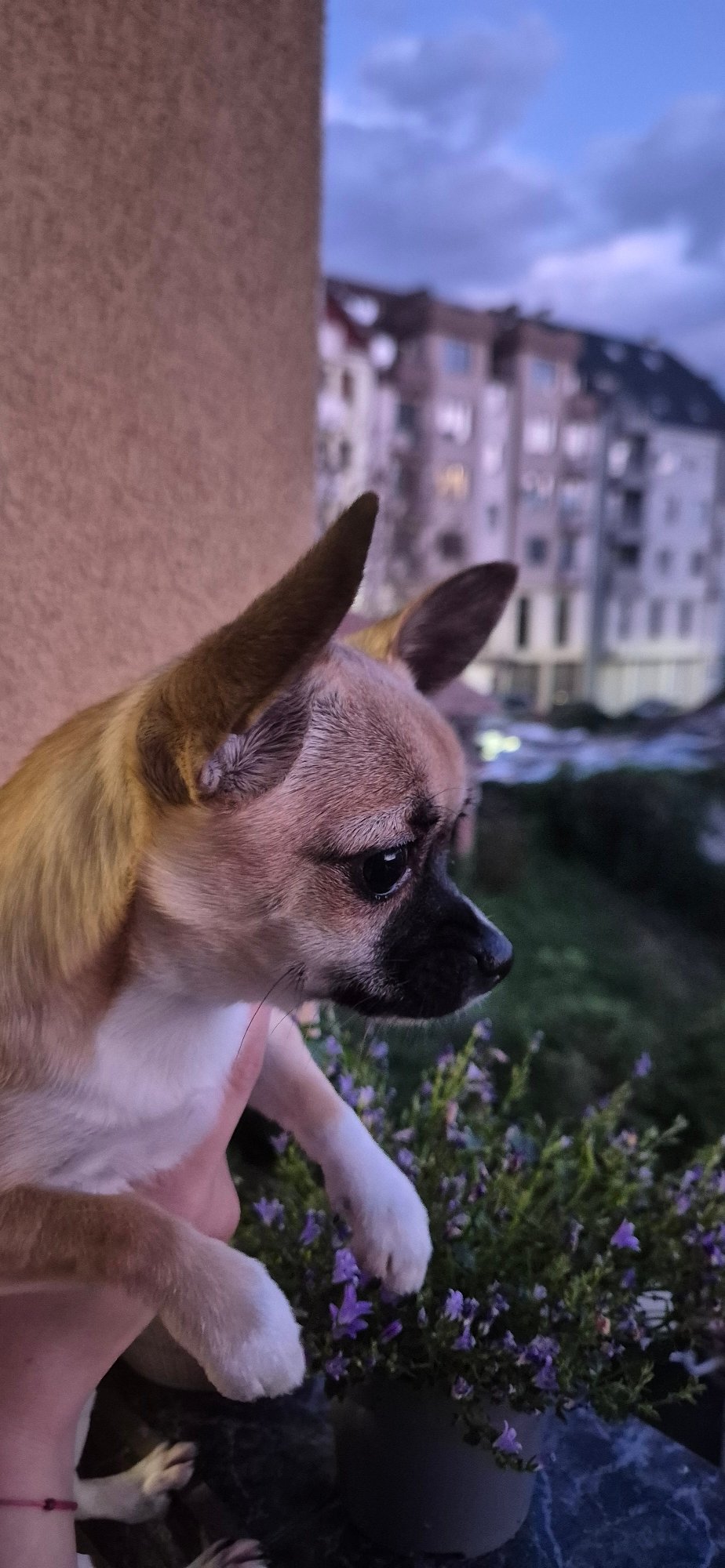 Small dog receives affection from human companions