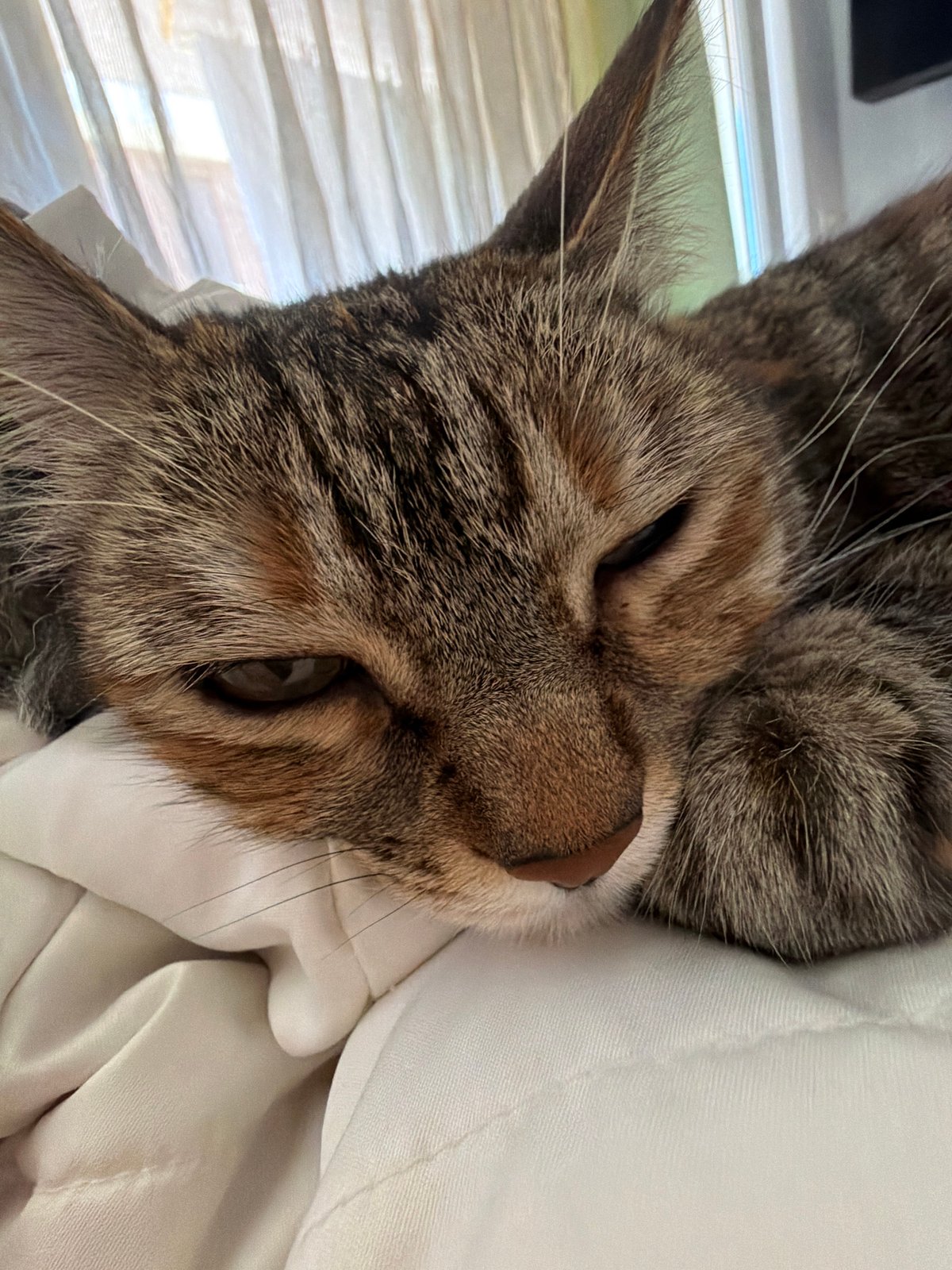 Tabby cat caught napping on white bedding in Bulgaria