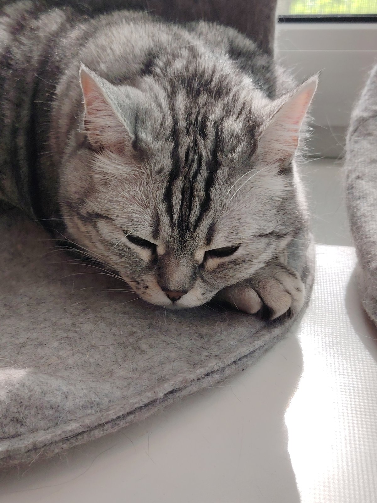 Domestic cats observed resting indoors during early morning hours