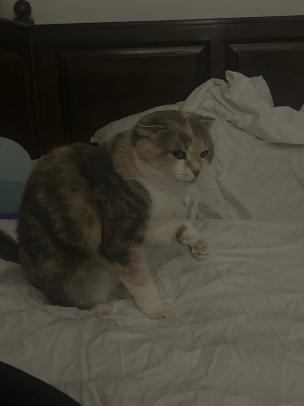 Calico cat plays on bed with toys in Yerevan
