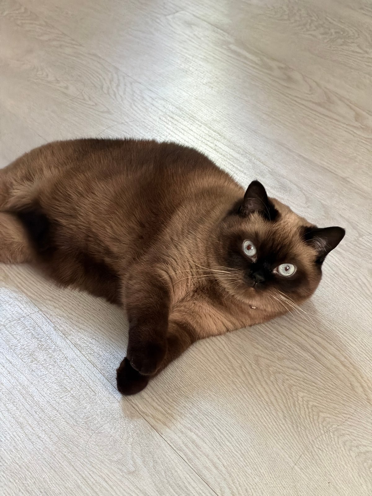 Morning routine documented in Chaikovsky includes cats, breakfast, selfies
