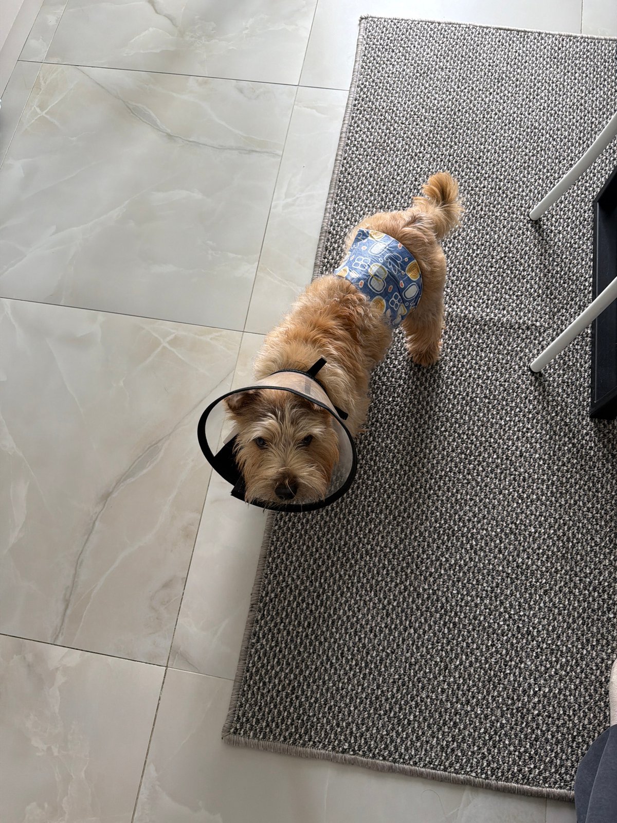 Recovering Dog Spotted Wearing Cone Collar and Medical Diaper