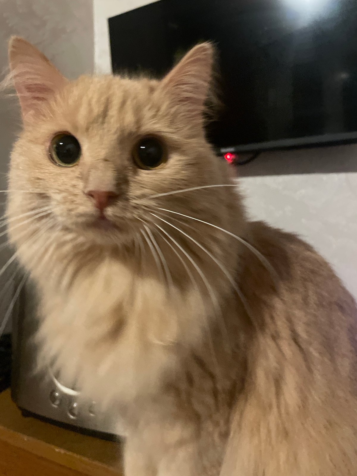 Fluffy ginger cat holds eye contact in Moscow close-ups