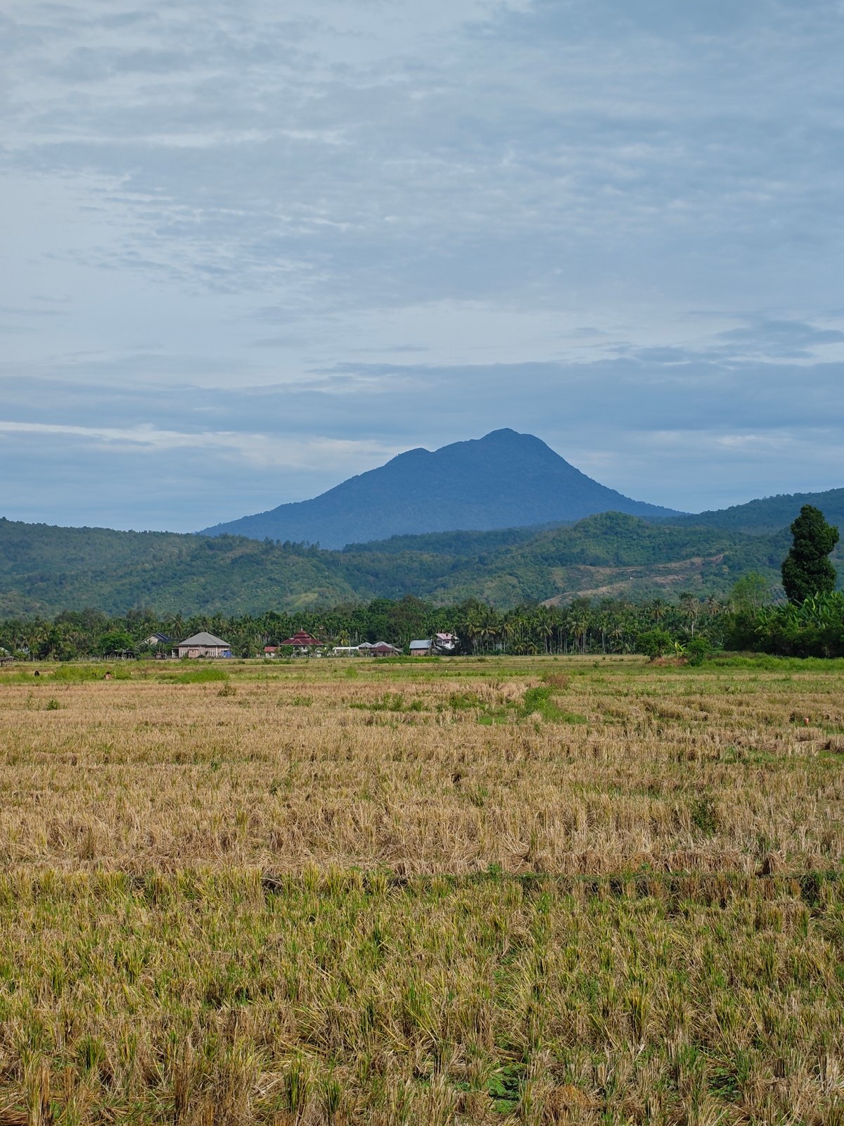 Harvested rice fields documented in rural Indonesian landscape