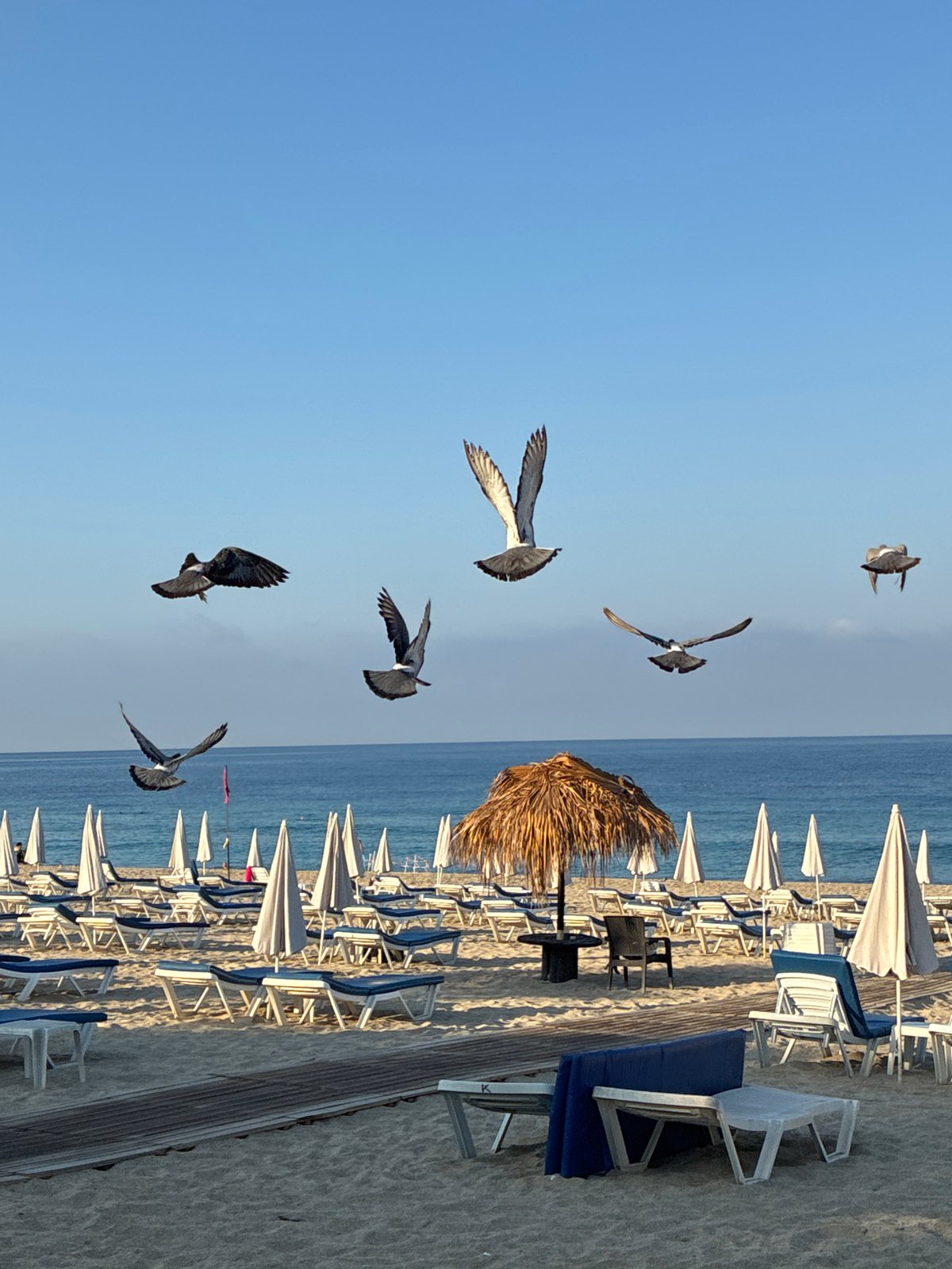 Quiet morning at Cleopatra Beach, Alanya, with animals in motion