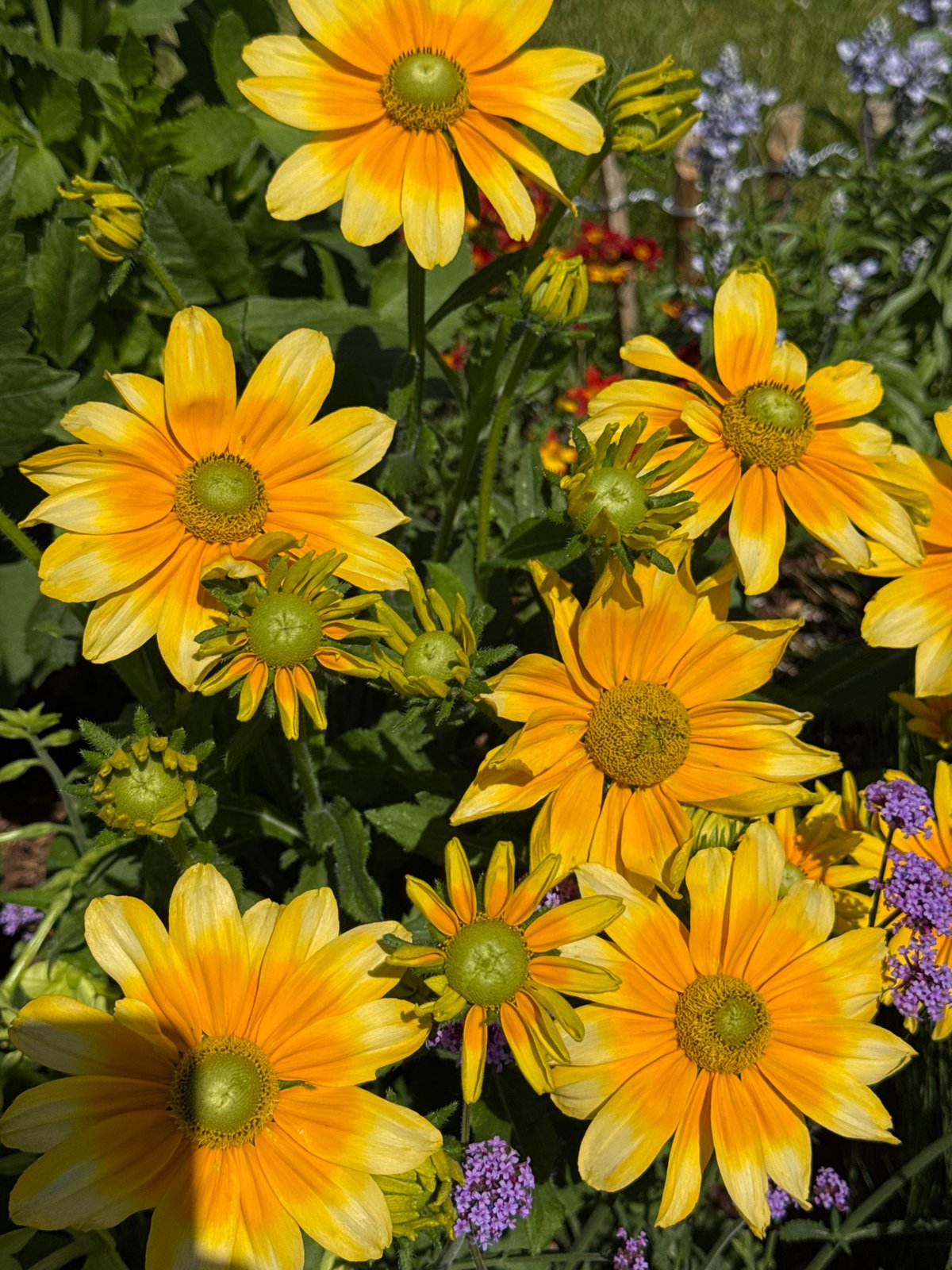Summer blooms and a bumblebee in a Bratislava garden