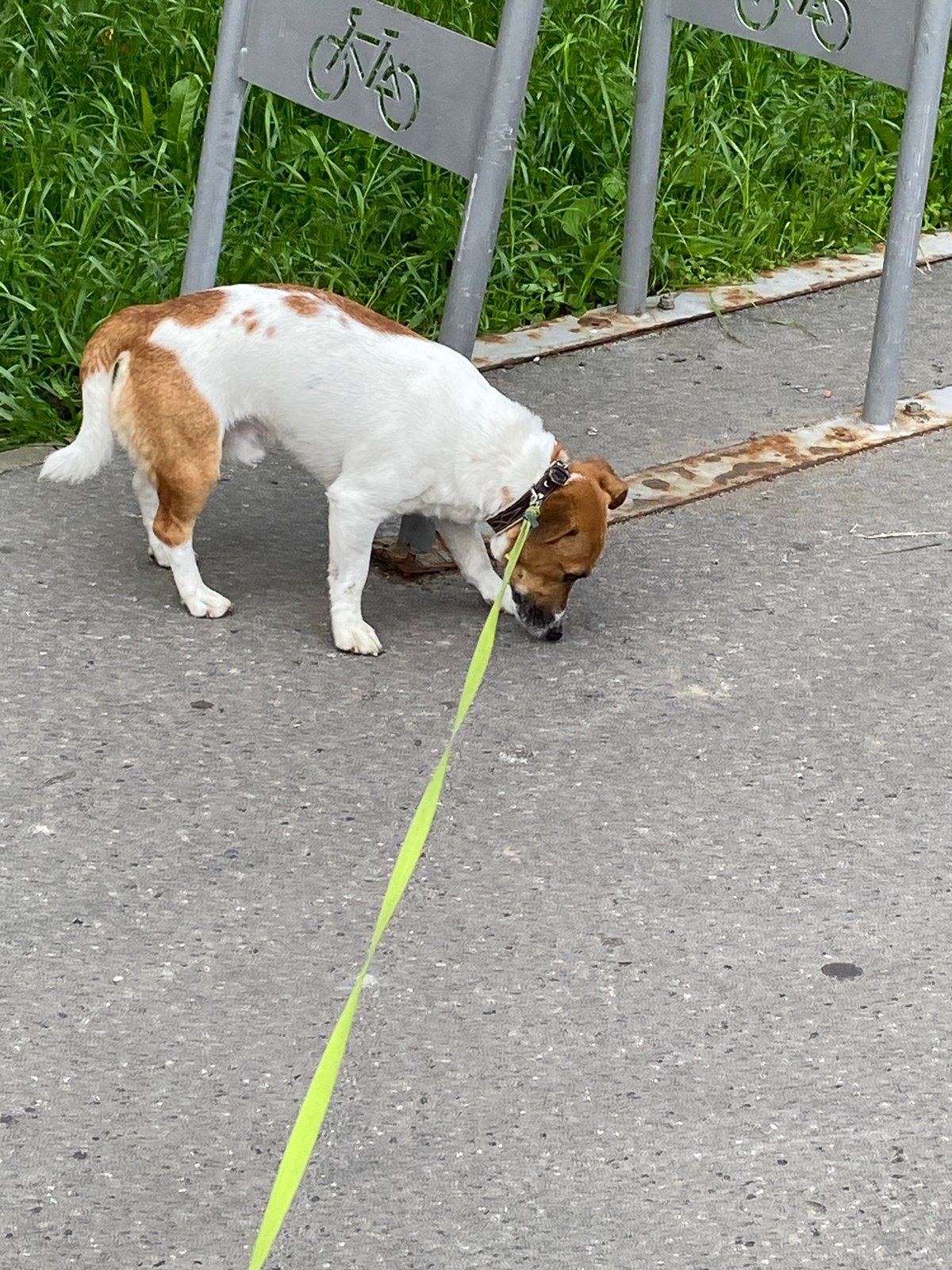Jack Russell Terrier on a morning walk through Saint Petersburg
