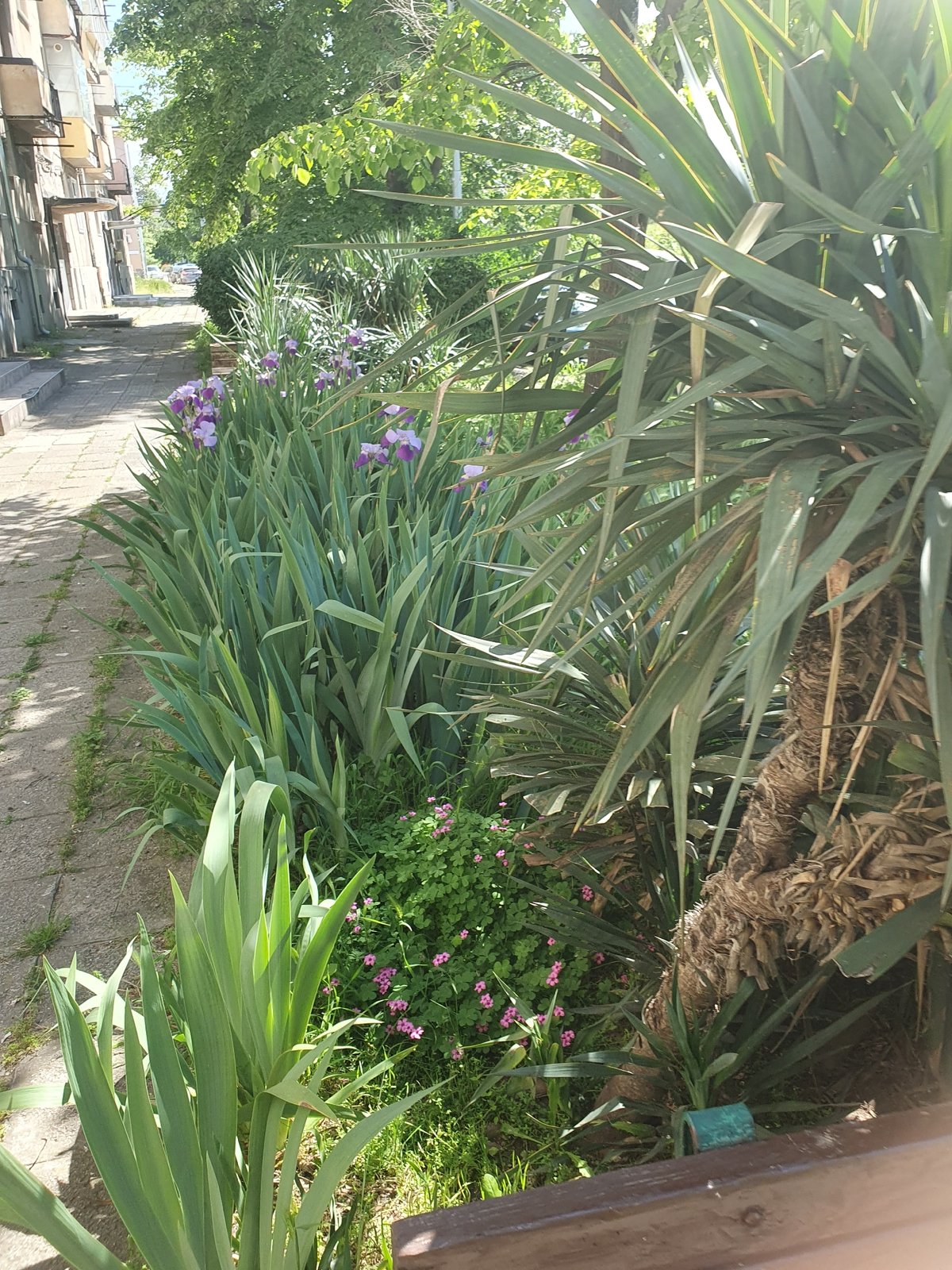 Spring flowers documented during midday walk in Plovdiv, Bulgaria