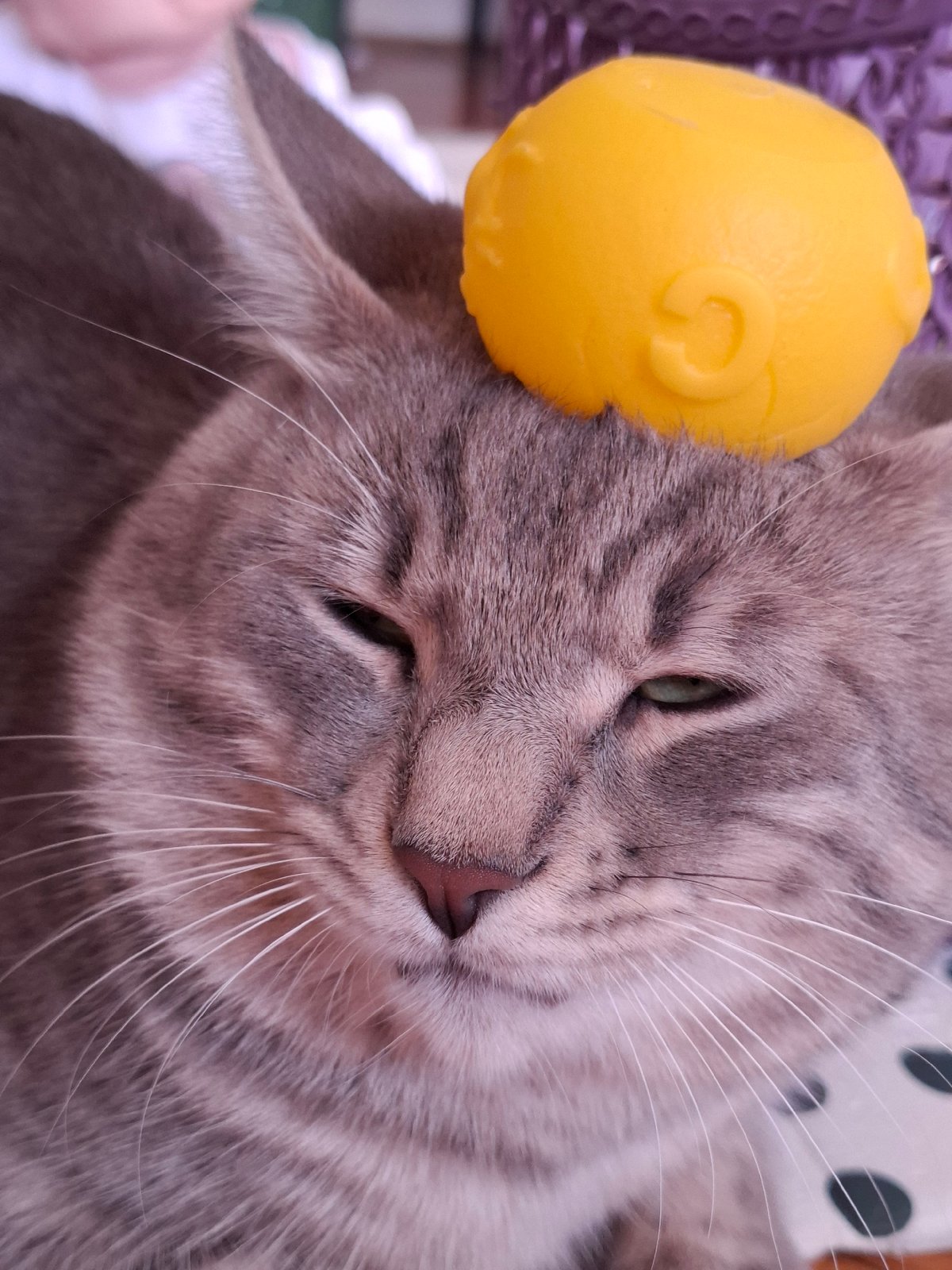 Gray tabby cat enjoys lazy afternoon at Novi Sad home
