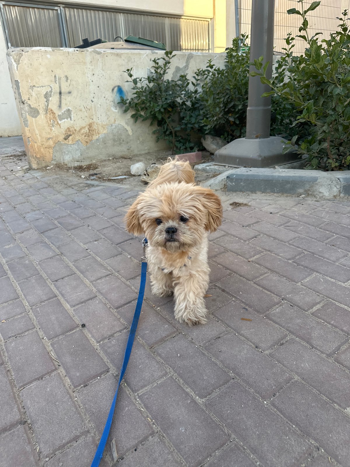 Afternoon dog walk under a hazy sun in Arad