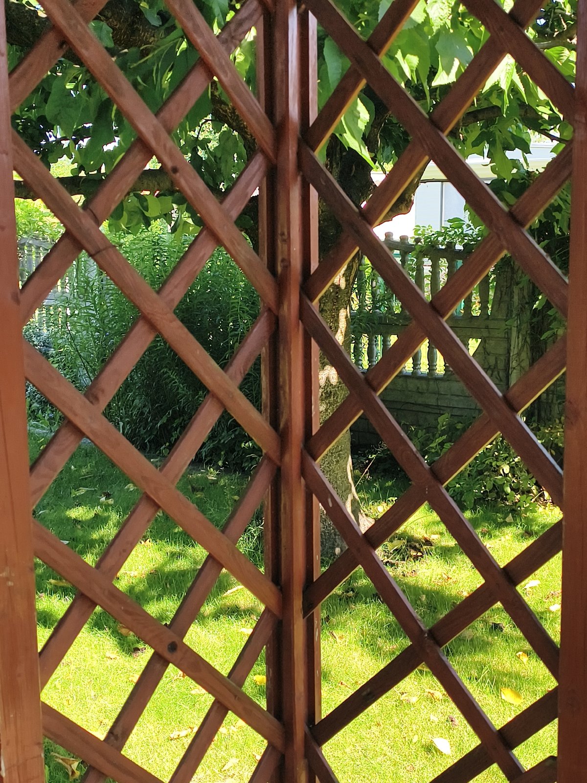 Late-summer garden details in Tczew: lattice, vines, and rose hips