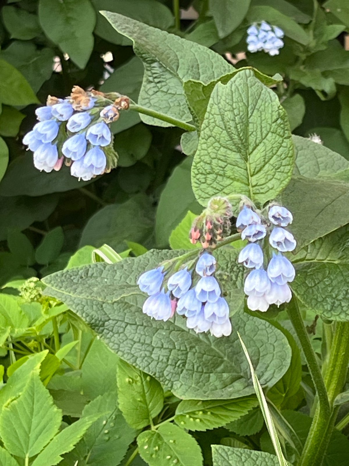 Blue bell-shaped flowers photographed in Saint Petersburg garden
