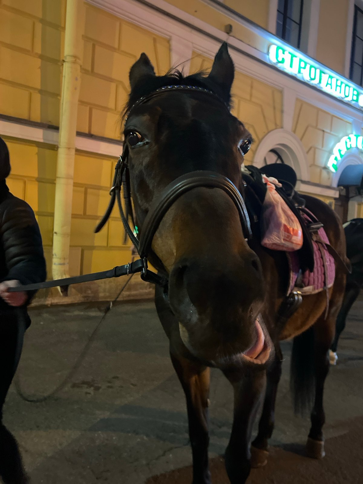 Mounted riders cross Saint Petersburg street intersection at twilight