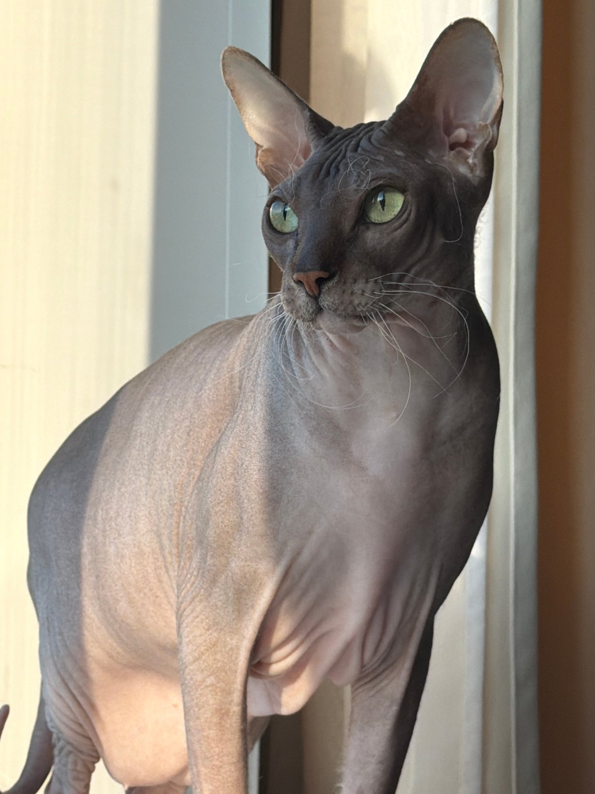 Sphynx cat, windowsills, and a quiet Izhevsk afternoon