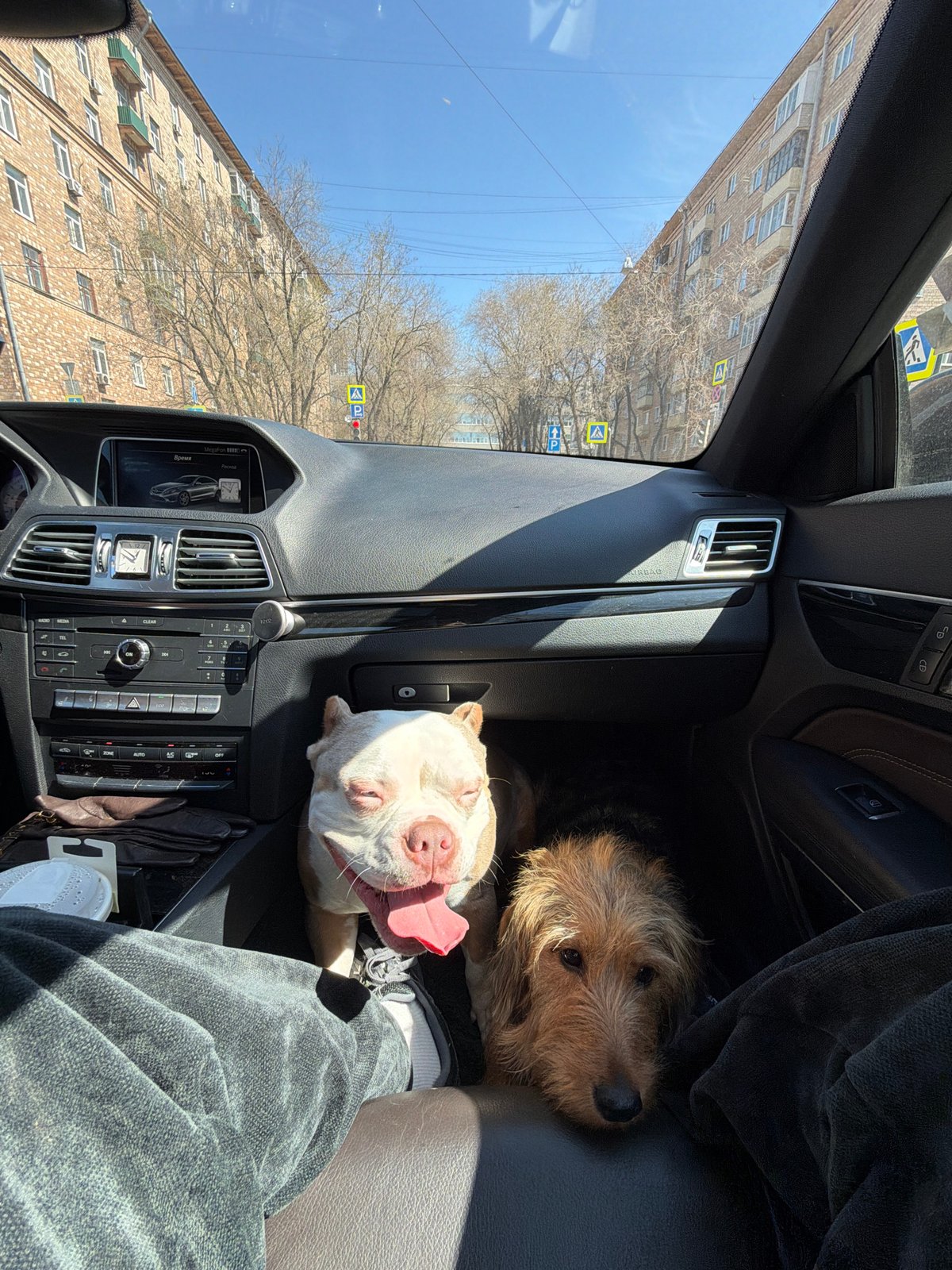 Dogs ride as passengers in Mercedes vehicle in Moscow