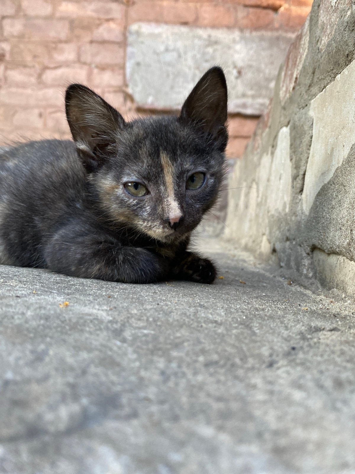 Street kittens on a concrete ledge, up close and curious
