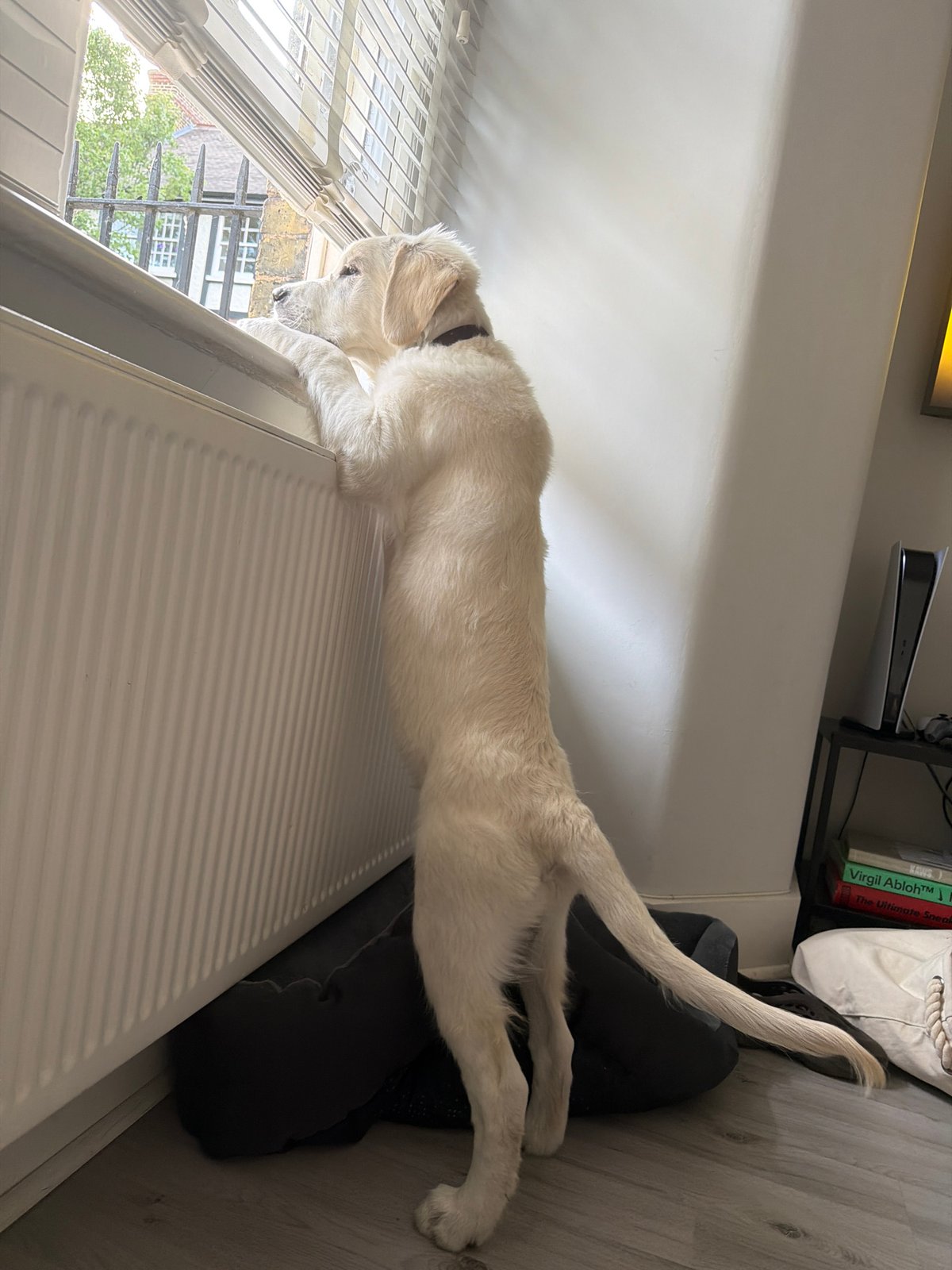 London Evening: Dogs, Urban Fox, Street Art Spotted