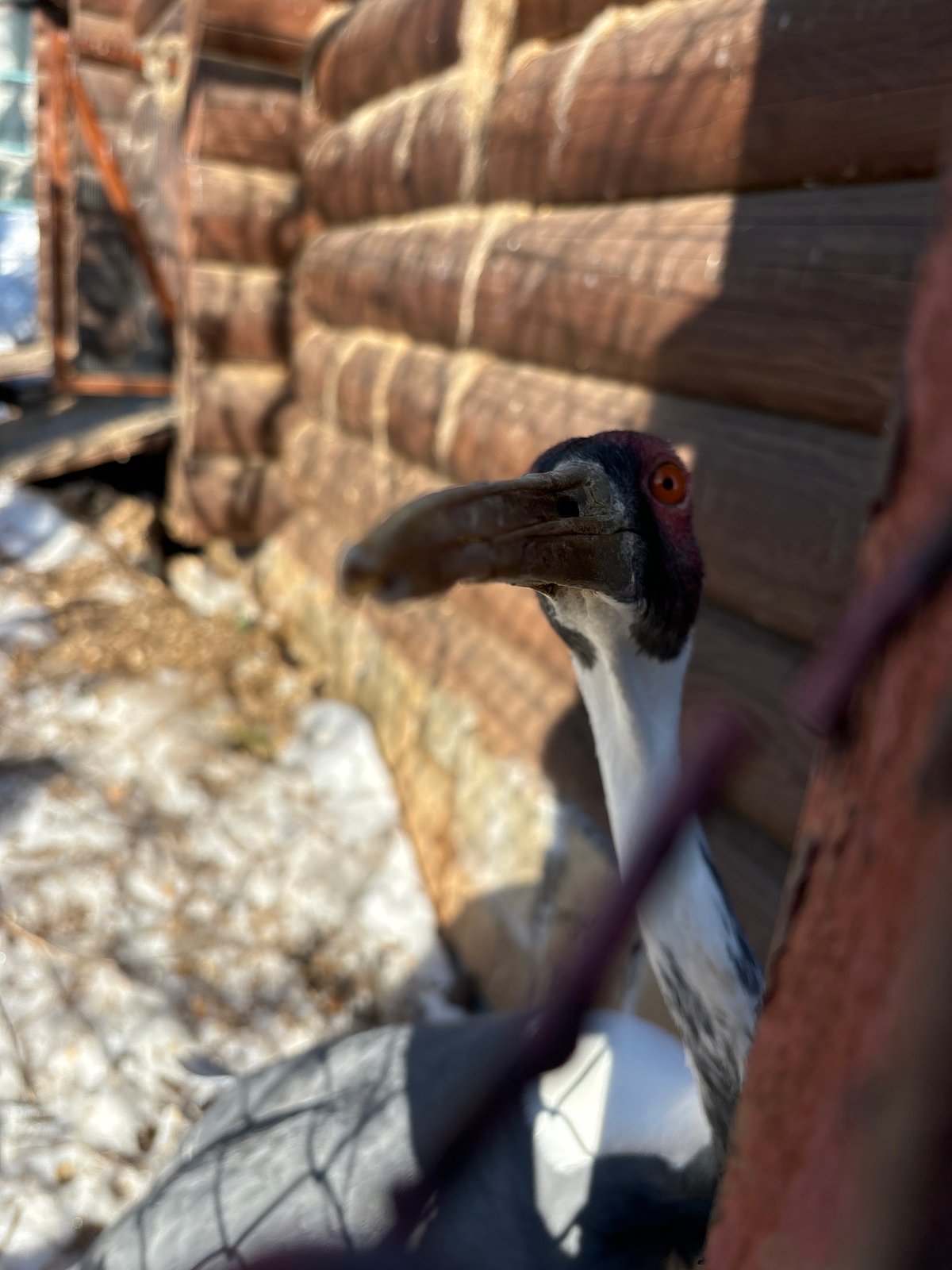 Zoo animals and street scenes documented in Izhevsk