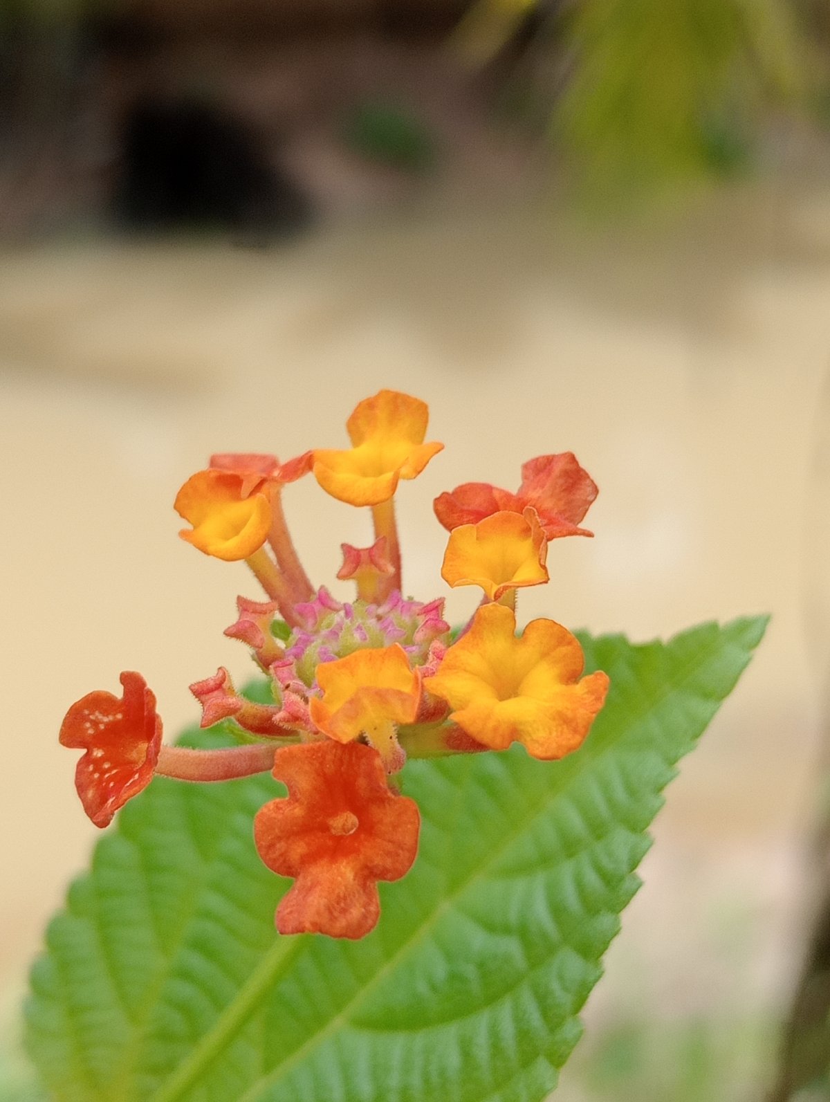 Lantana flowers documented in early morning Keudekrueng, Indonesia
