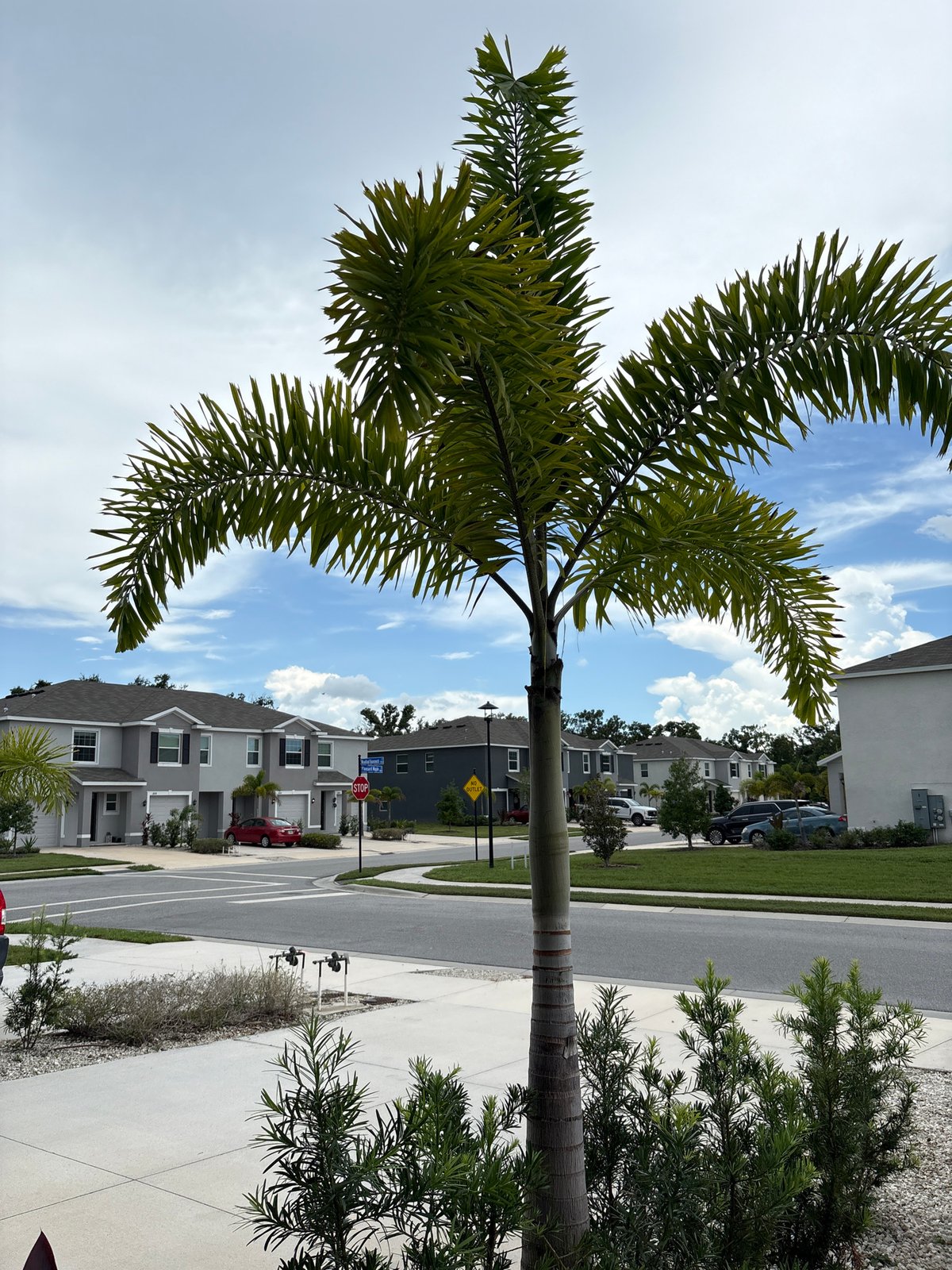 Palm-lined suburban street in Bradenton, Florida