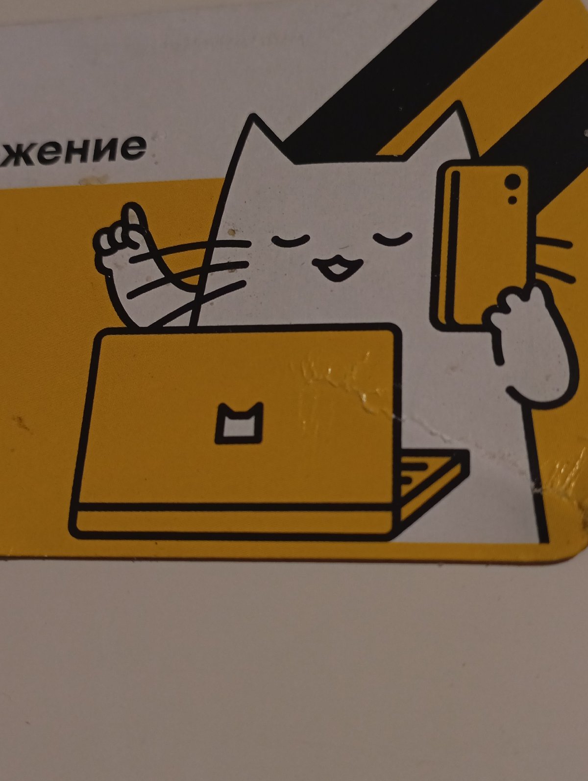Quiet evening domestic moments with cats in Krasnodar home