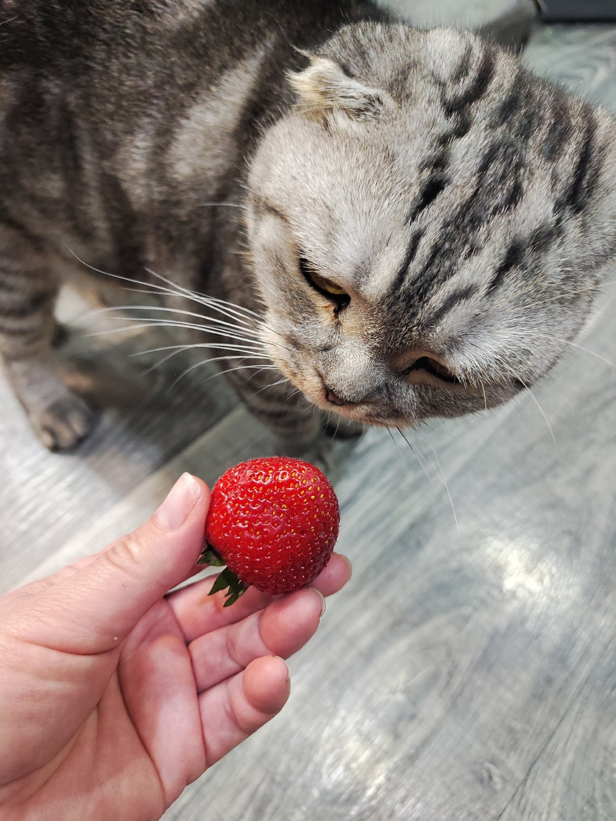 Strawberries, cats, and kids on a Chaikovsky afternoon