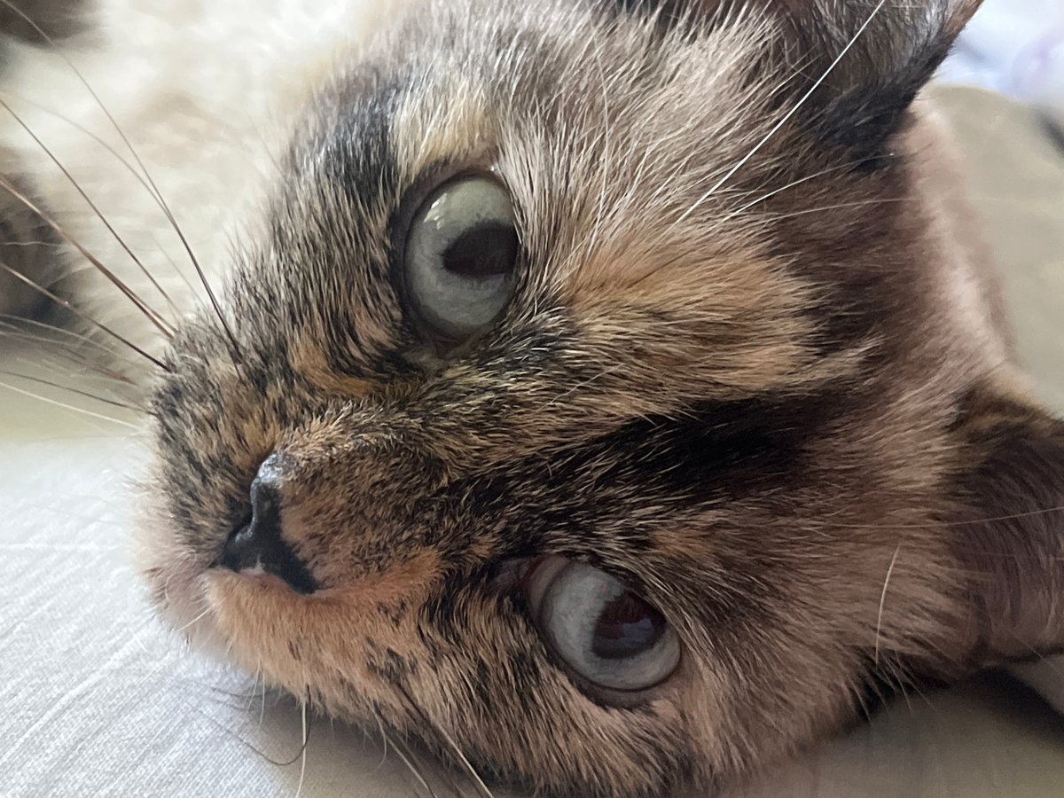 Cats napping, flopped out, and generally doing cat things