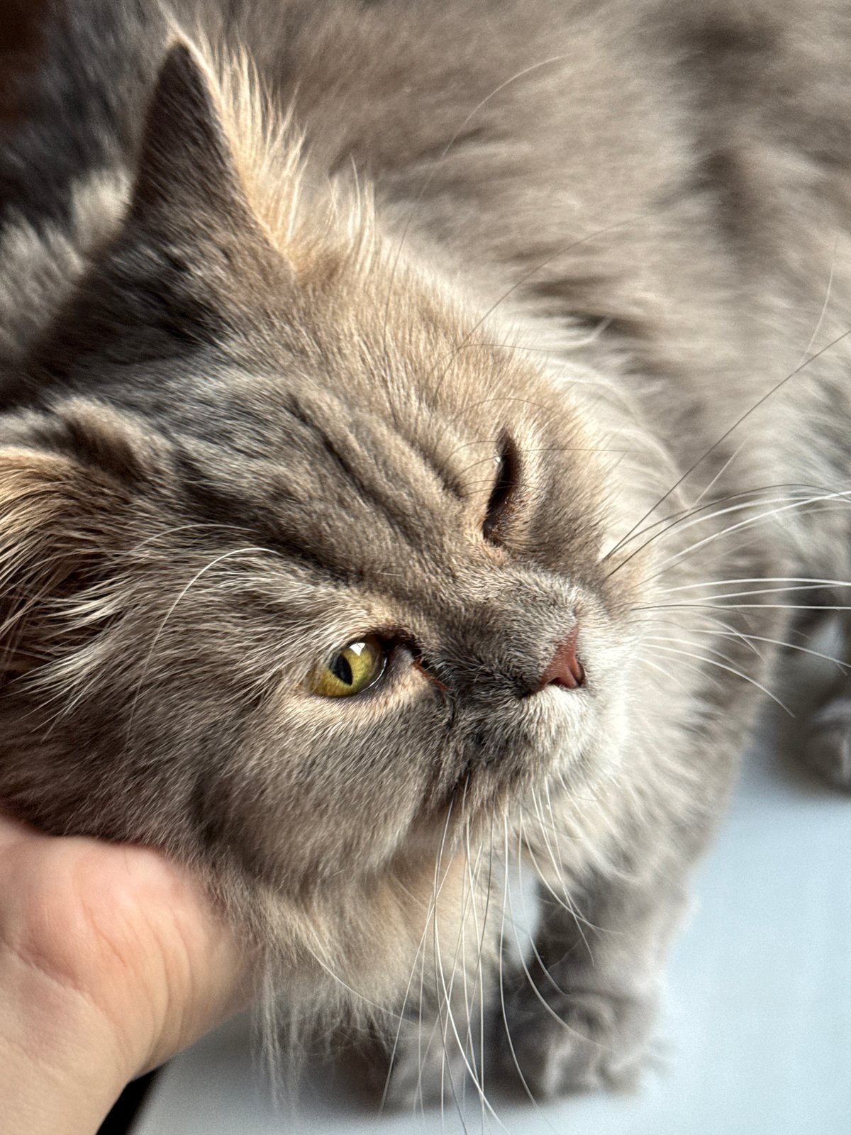 Grey cat close-ups and Luhansk rooftop sunset views