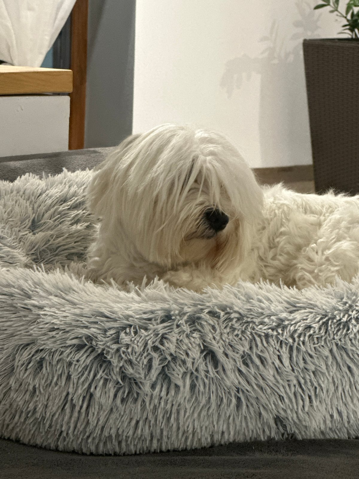 Shaggy white dog lounging in a grey pet bed, Marten
