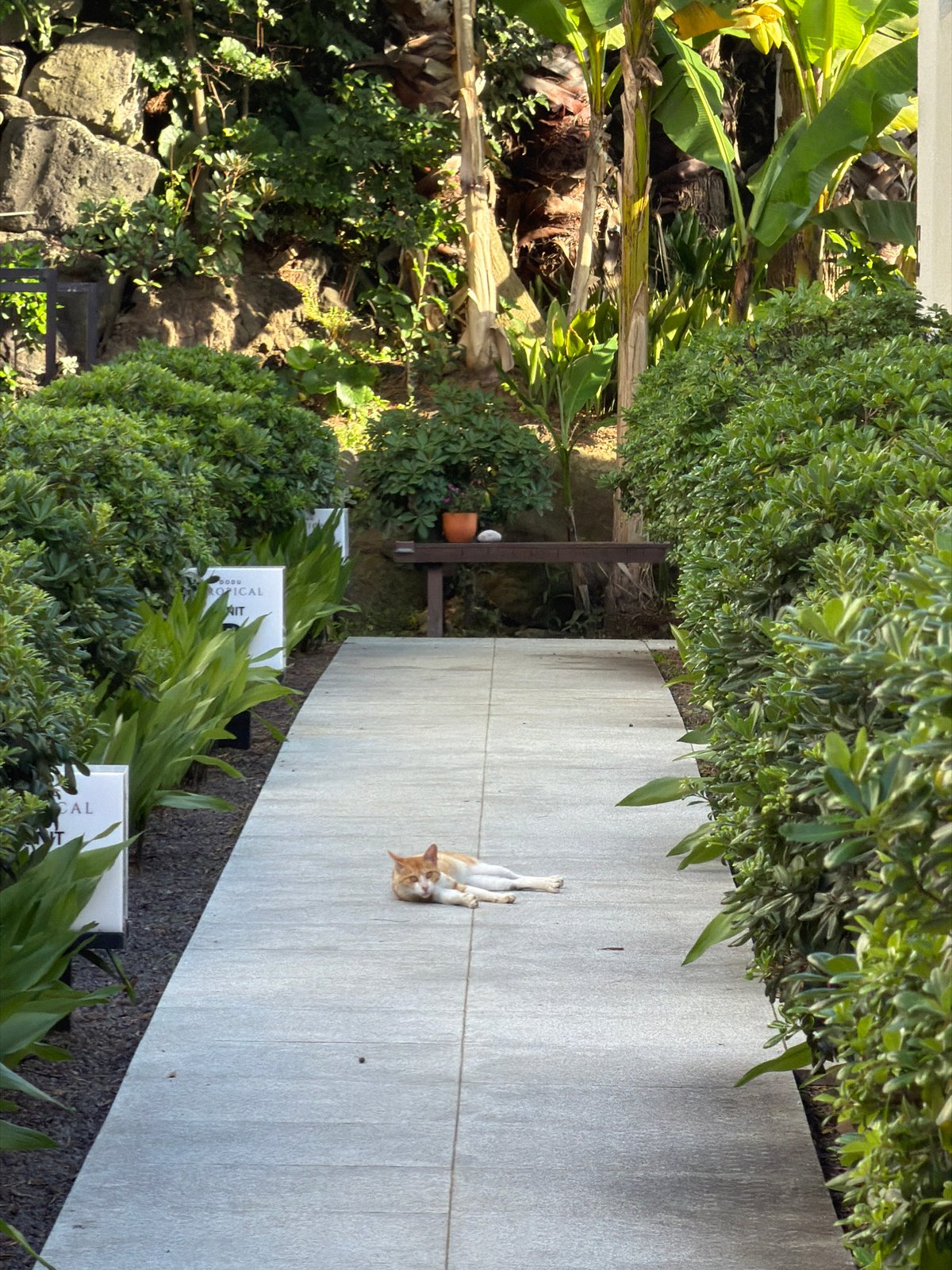 Cat lounging on a tiled path in Jeju's greenery