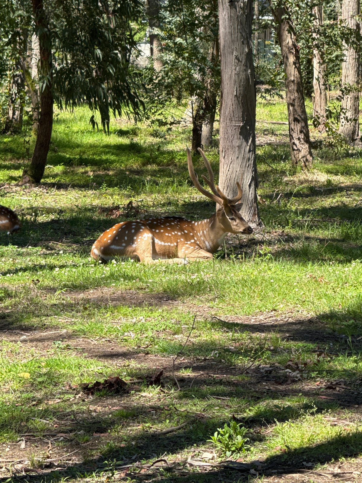 Wildlife spotted in Shekvetili: deer and lemur sightings