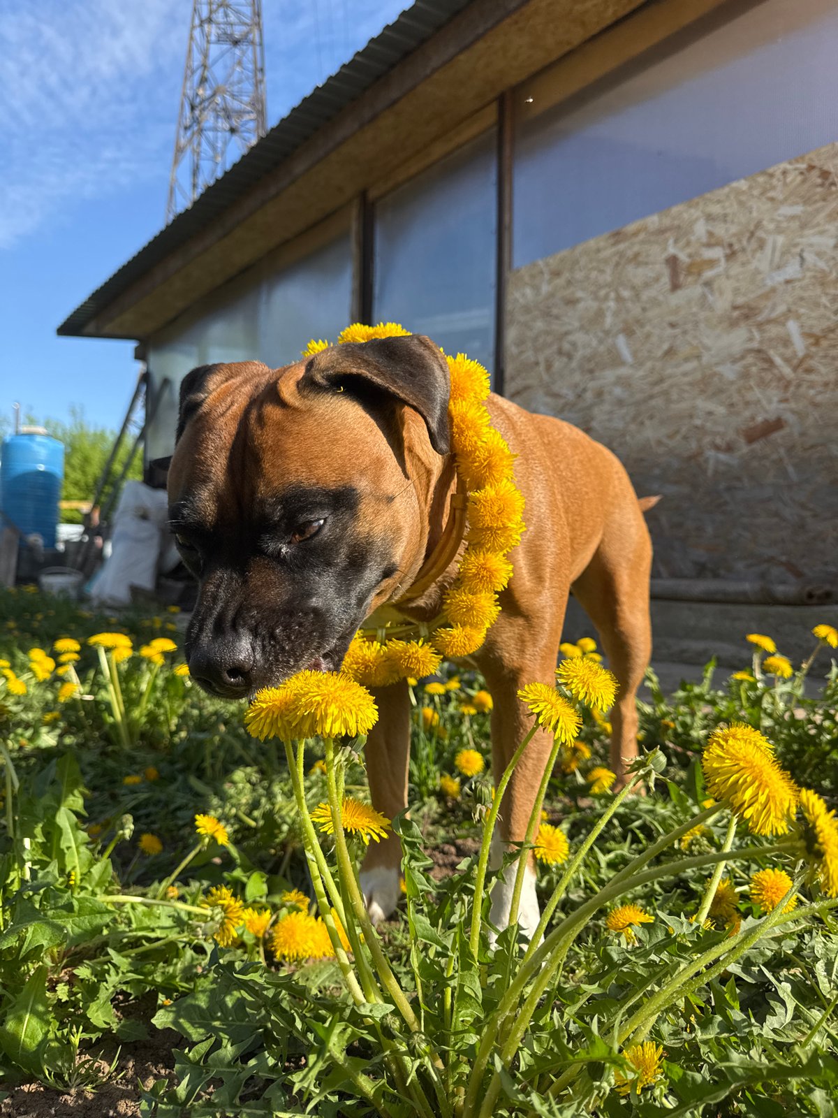 Couple and dog make dandelion crowns in Russian field