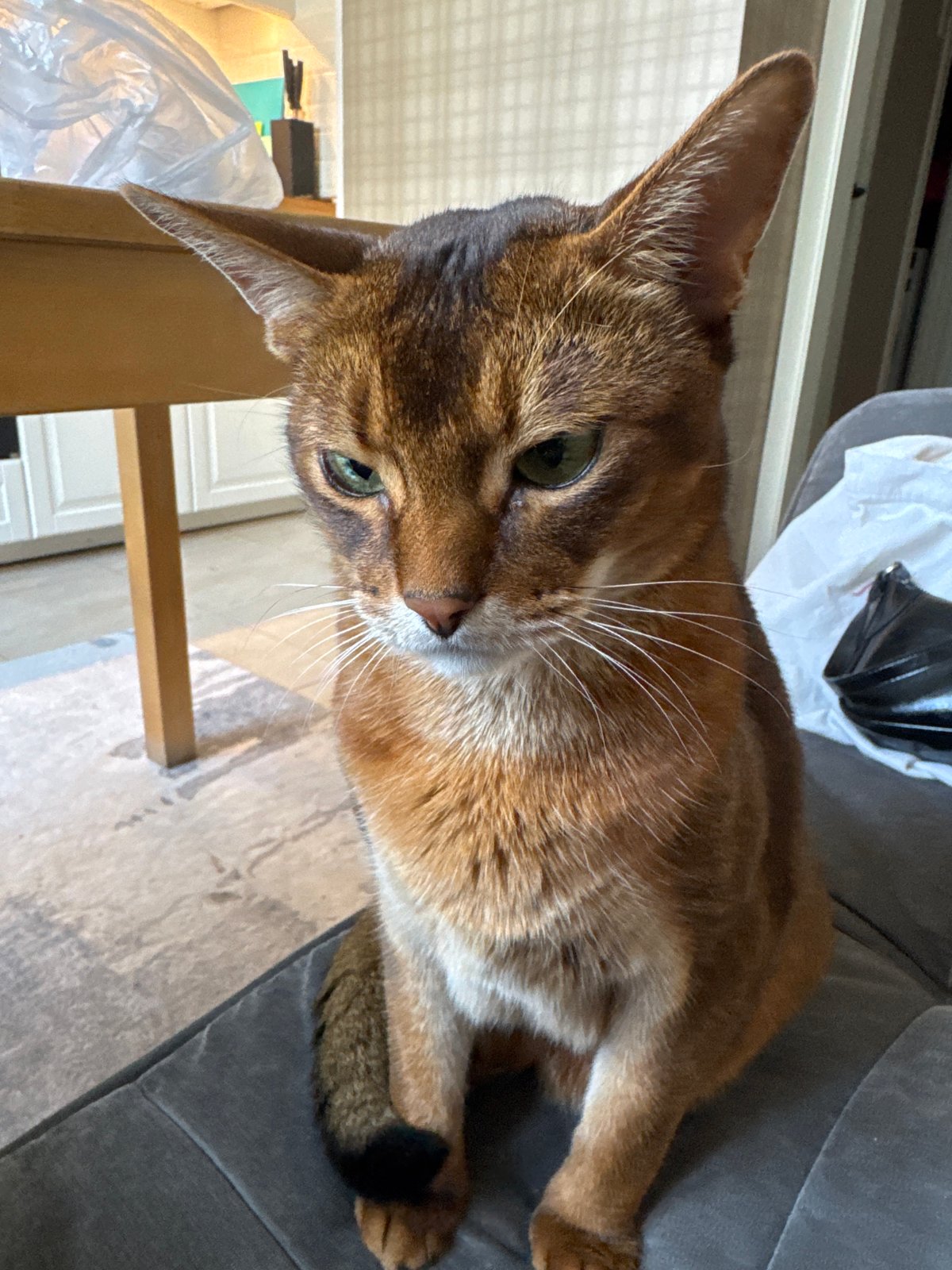 Abyssinian cat hanging around a Moscow apartment