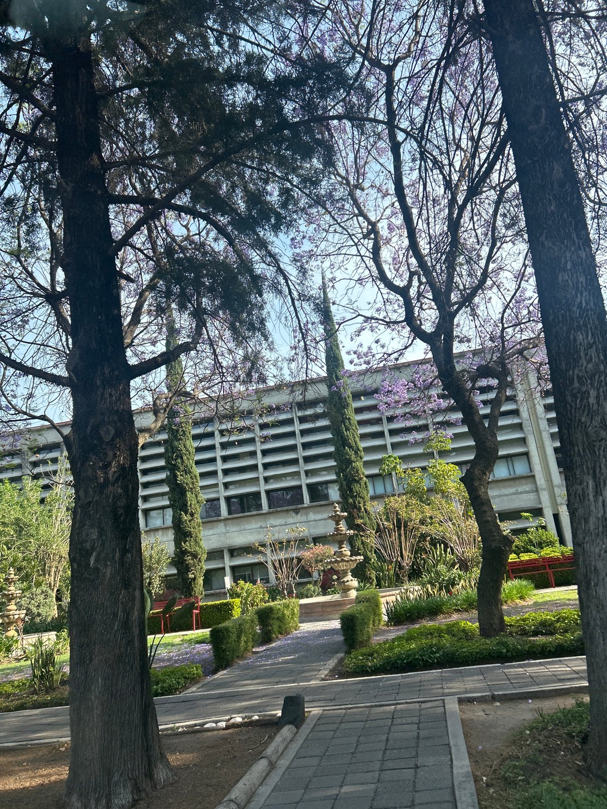 Jacaranda tree blooms purple in public garden setting