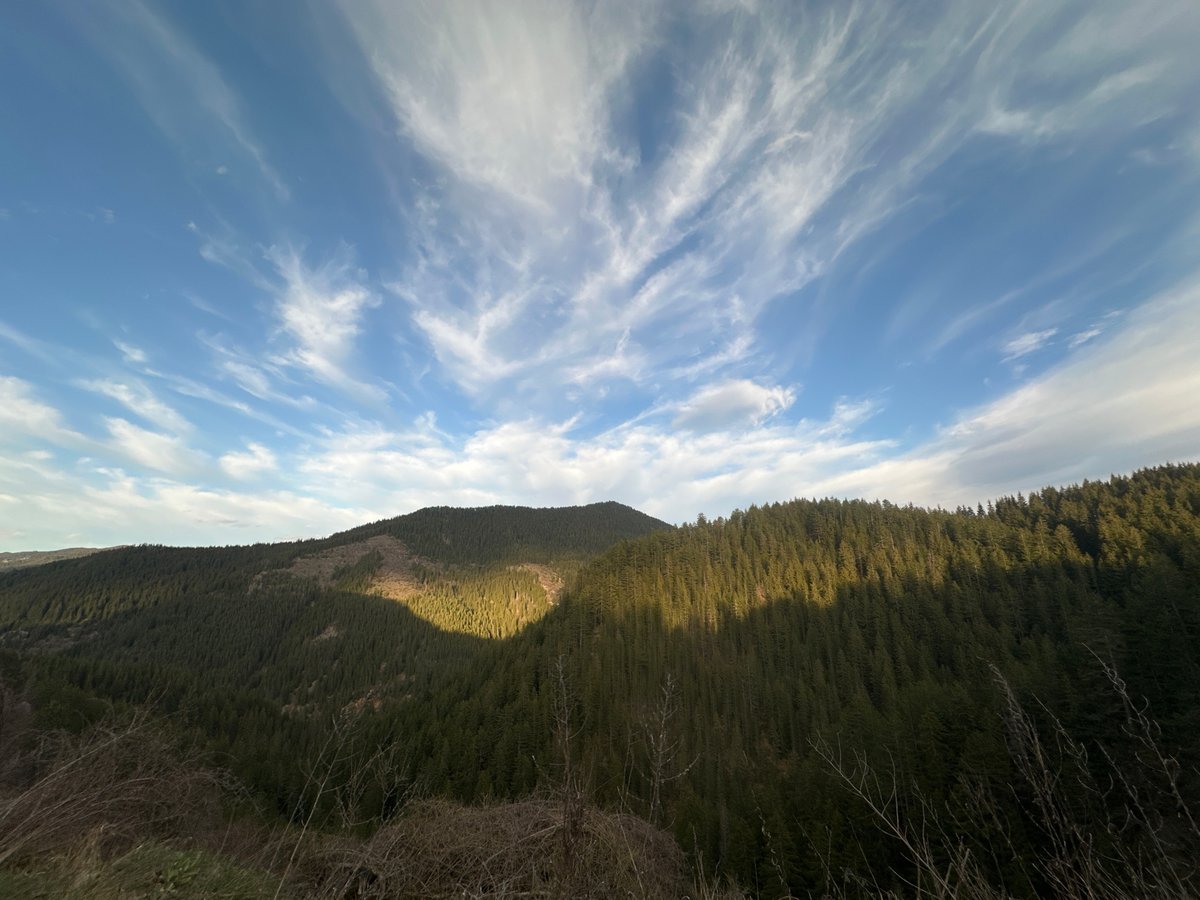 Sunlit mountain forest captured in Bulgaria's countryside