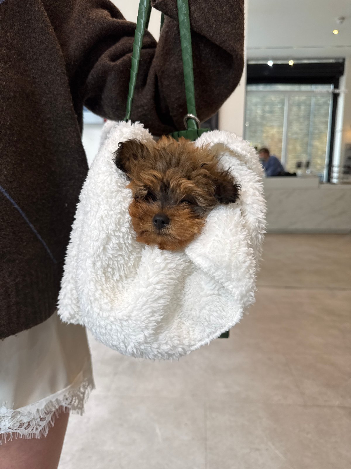 Puppy transported in tote bag through London streets
