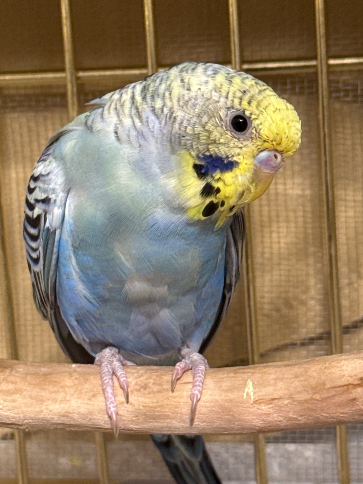 Budgerigars and a blue-eyed Husky, indoors in Almaty