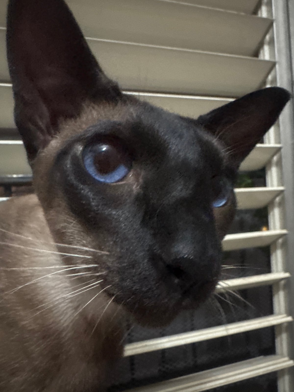 Siamese cat photographed by window blinds in Ramat Gan