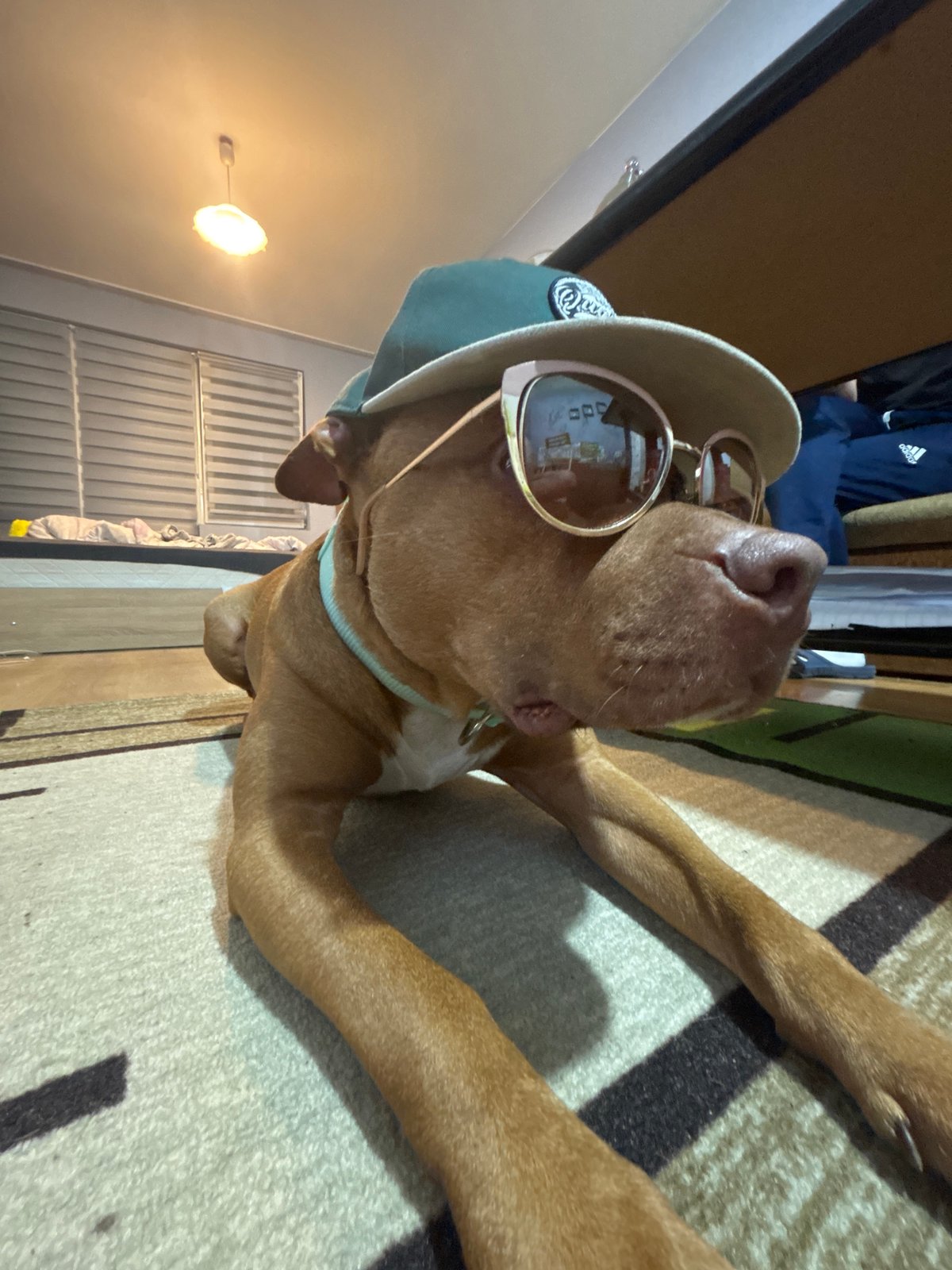 Dog poses in sunglasses and cap in Sofia
