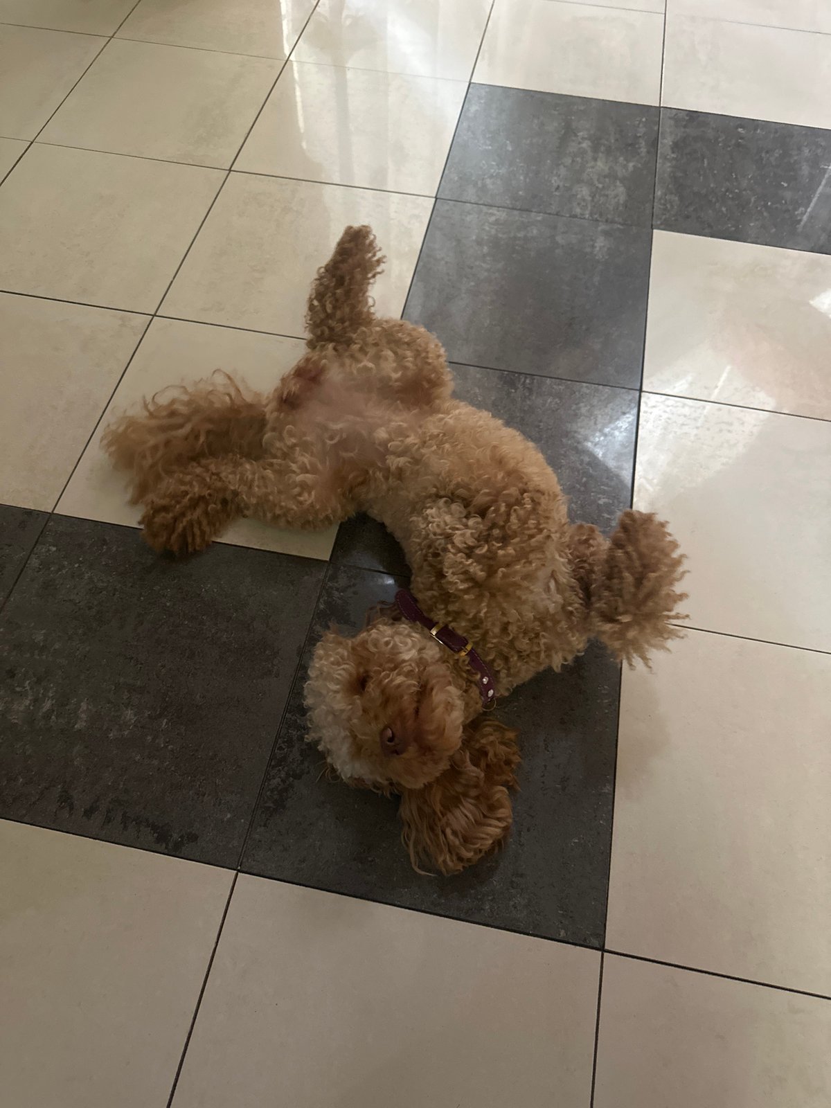 Woman documents quiet afternoon moments with poodle in Armavir