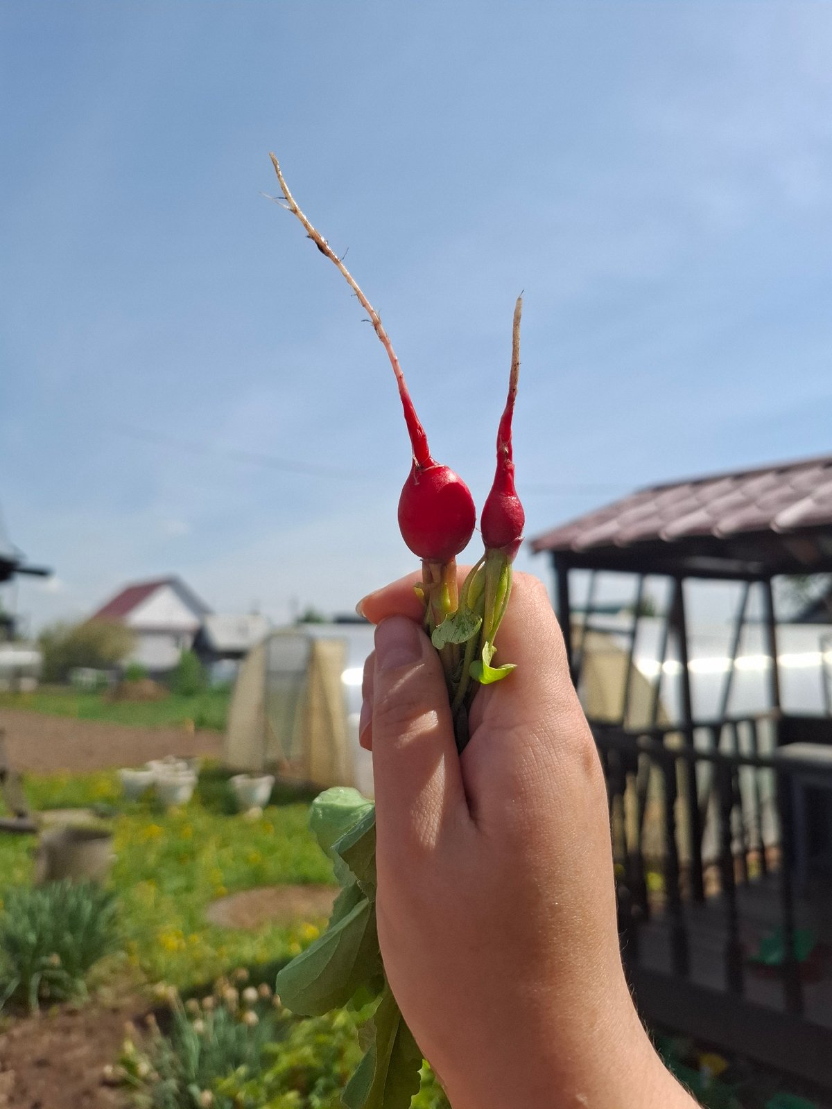 Spring morning activities captured across rural Амзя, Russia
