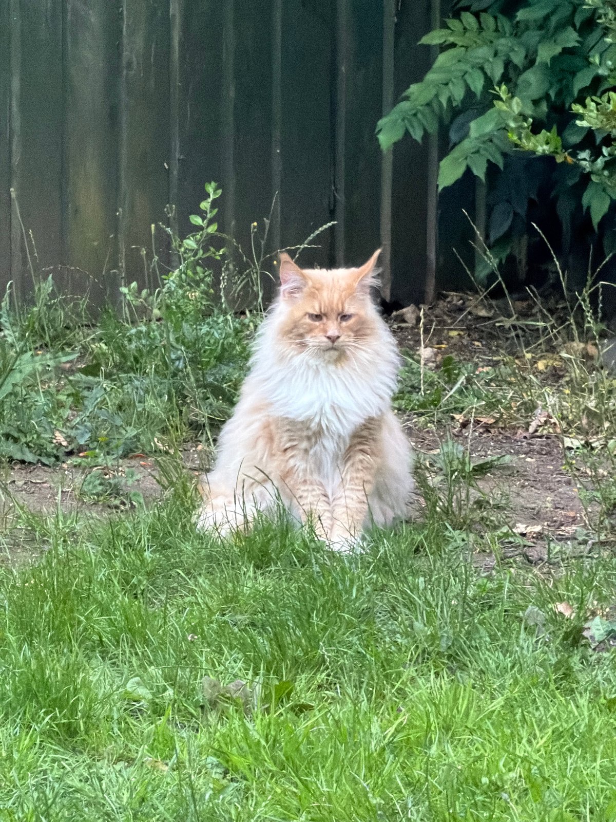 Nine cats chilling around a Kenningtons garden one evening