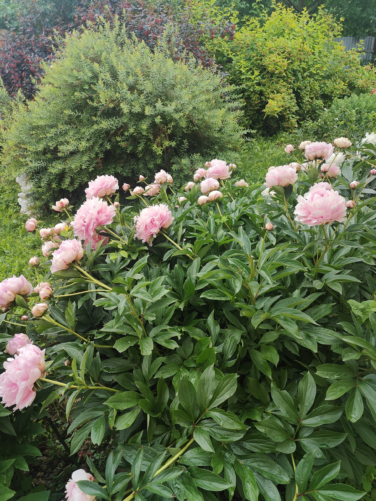 Summer garden blooms and fresh strawberries on a June morning