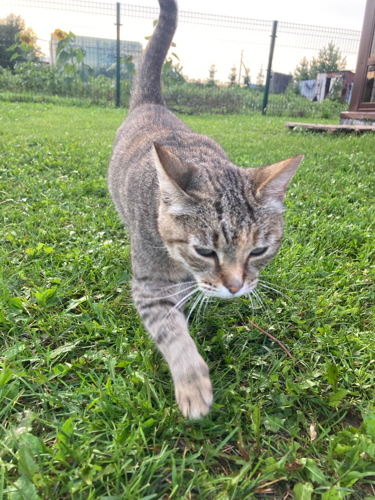 Cats and garden blooms on a rainy summer afternoon in rural Russia