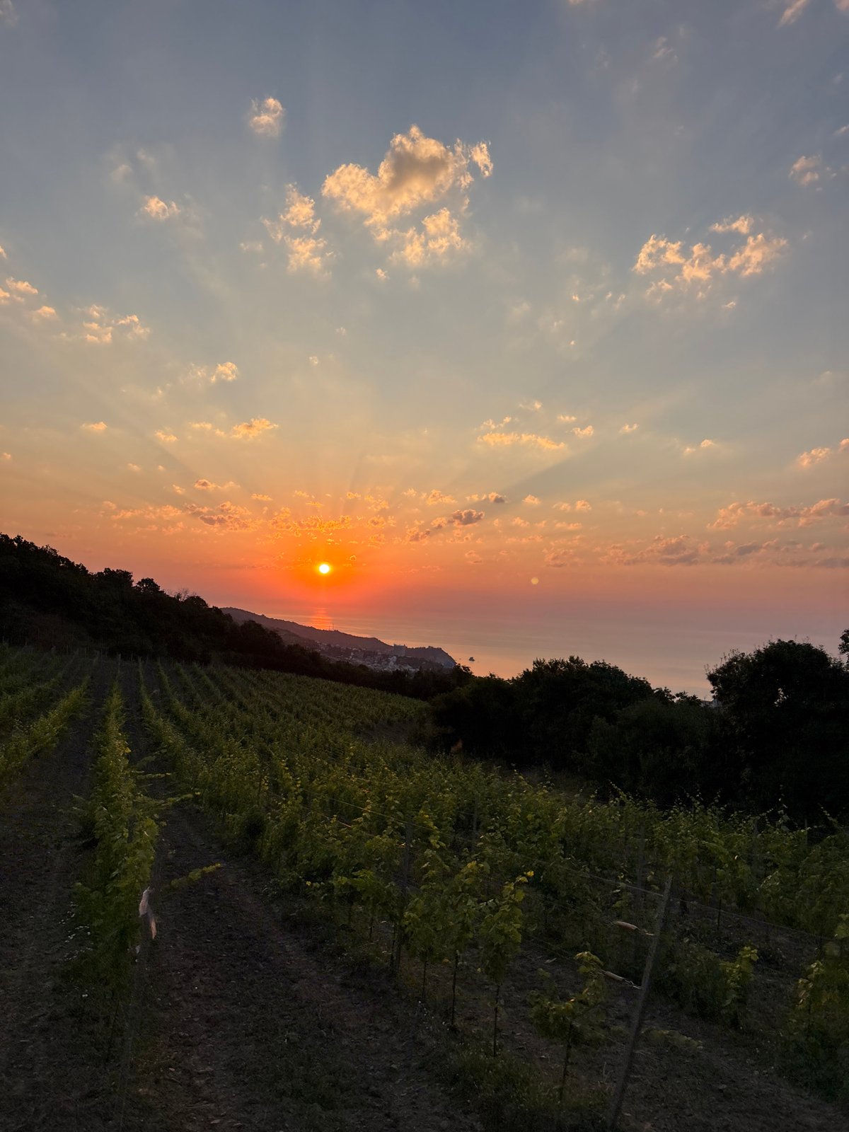 Golden hour over a Black Sea vineyard in Partenit