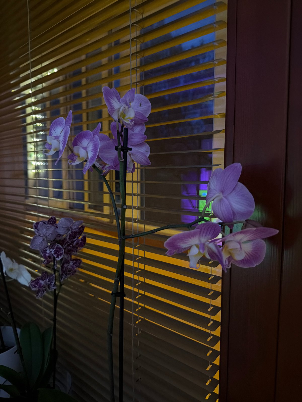 Indoor domestic scenes documented in Lovech, Bulgaria residence