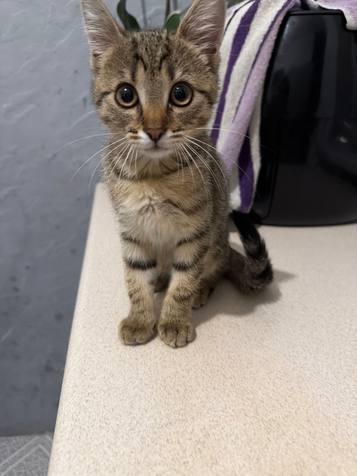 Tabby kitten explores kitchen, plays with appliances and food