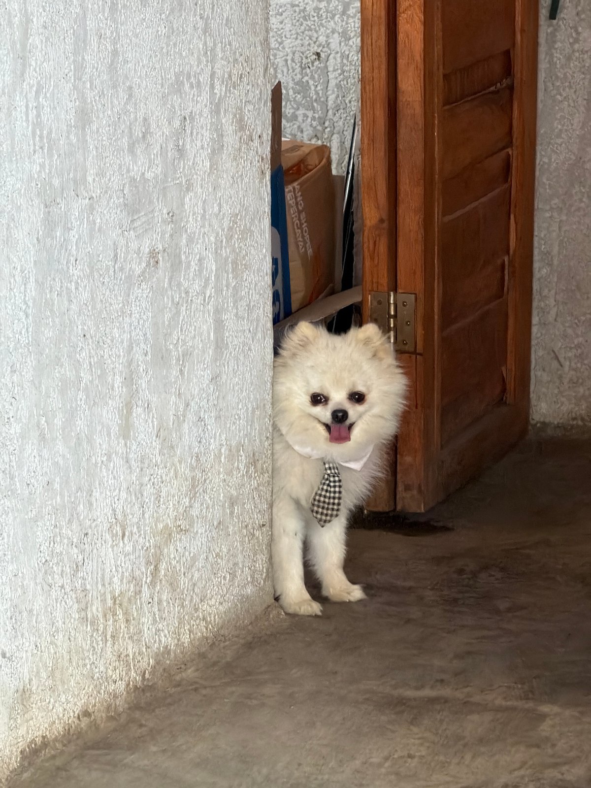 Dressed-up Pomeranian holding court in a Kintamani doorway