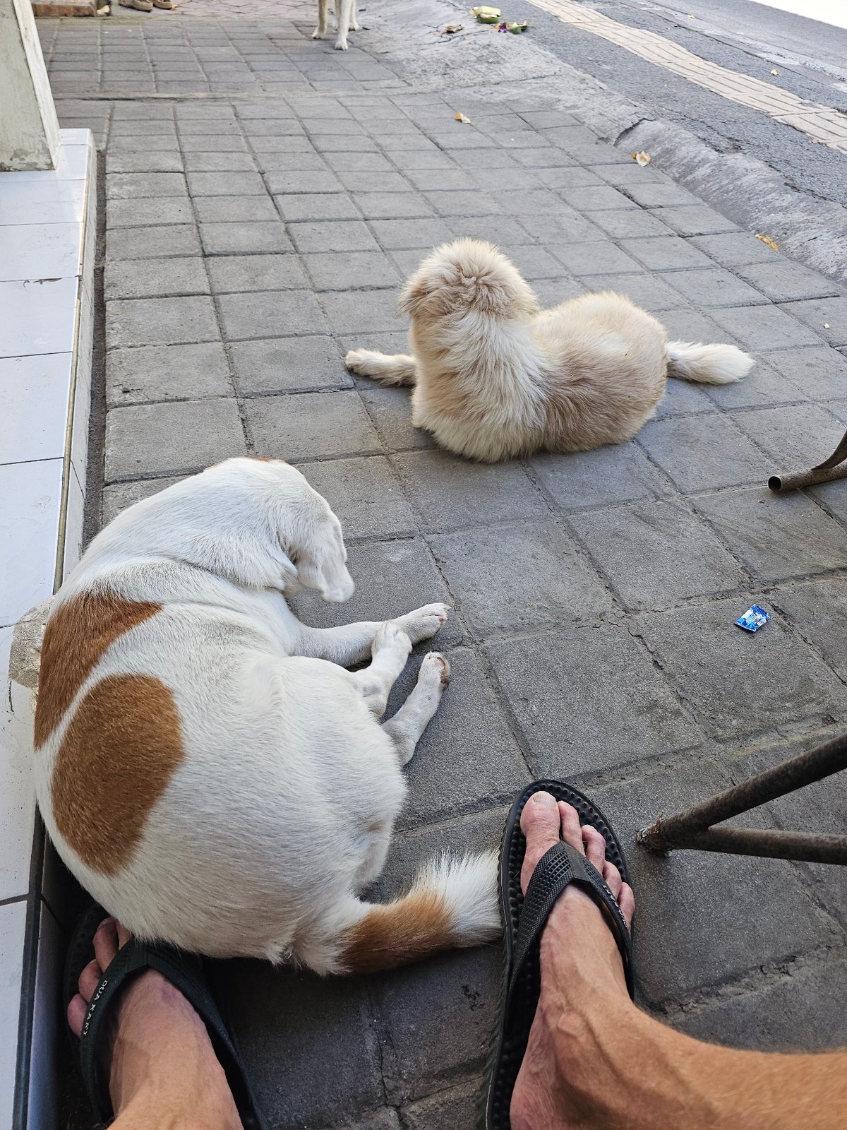 Woman interacts with street dogs on Denpasar sidewalk